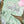 Salty Applique Design